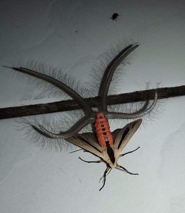 Facebook/Gandik Satan's personal pet.